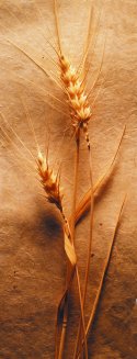 Wheat Photo